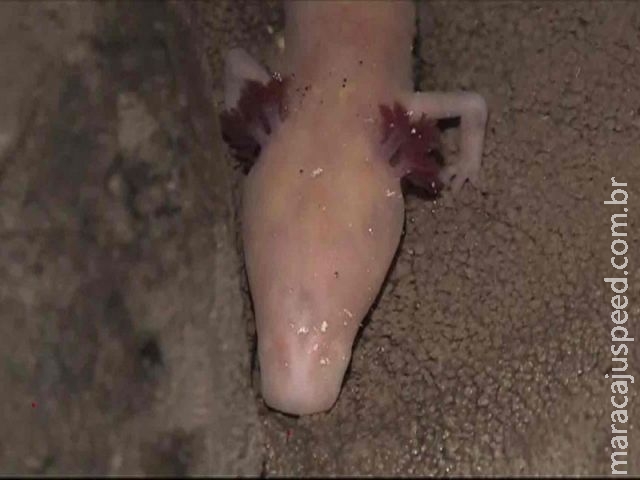 Cientistas descobrem 30 novas espécies de animais em cavernas na Croácia Cientistas descobrem 30 novas espécies de animais em cavernas na Croácia