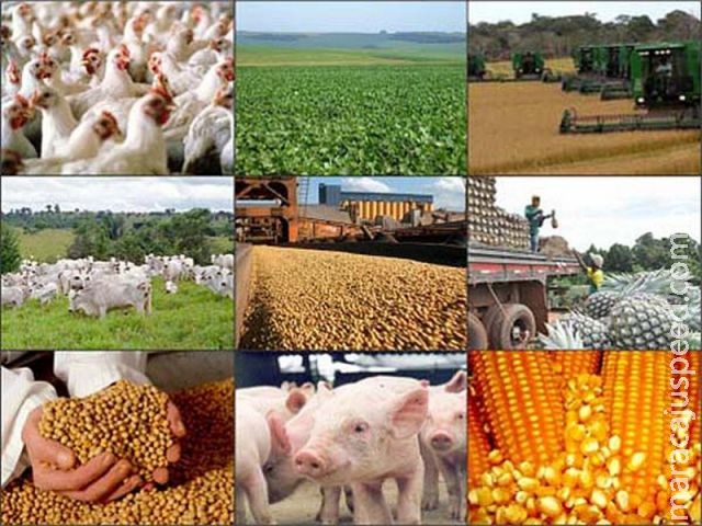 Ritmo de crescimento do agro brasileiro será maior do que no resto do mundo Ritmo de crescimento do agro brasileiro será maior do que no resto do mundo