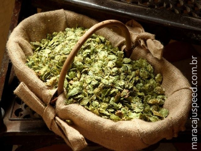 Trio é preso no Canadá após invadir fazenda de lúpulo achando que era de maconha Trio é preso no Canadá após invadir fazenda de lúpulo achando que era de maconha