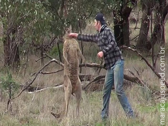  Australiano é criticado por brigar com canguru para salvar cão