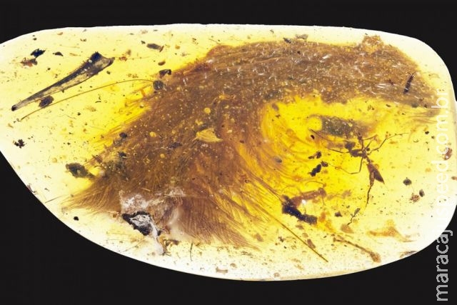 Cauda de dinossauro com penas preservadas é descoberta por cientista