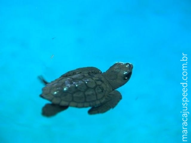 Mais de 100 filhotes de tartaruga sobrevivem em ninho em Camburi Mais de 100 filhotes de tartaruga sobrevivem em ninho em Camburi