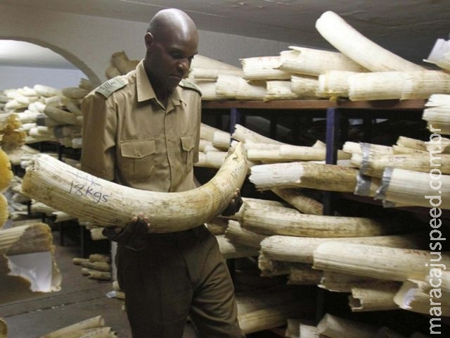  China, maior mercado mundial de marfim, proibirá seu comércio em 2017