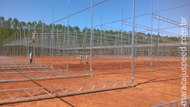 Robôs farão plantio de mudas de eucalipto a partir de 2017 Robôs farão plantio de mudas de eucalipto a partir de 2017