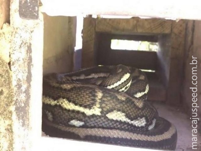 Australiano leva susto ao se deparar com cobra enorme em caixa de correios Australiano leva susto ao se deparar com cobra enorme em caixa de correios