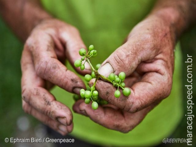 Mais de 20% de todos os agrotóxicos usados no Brasil são ilegais Mais de 20% de todos os agrotóxicos usados no Brasil são ilegais