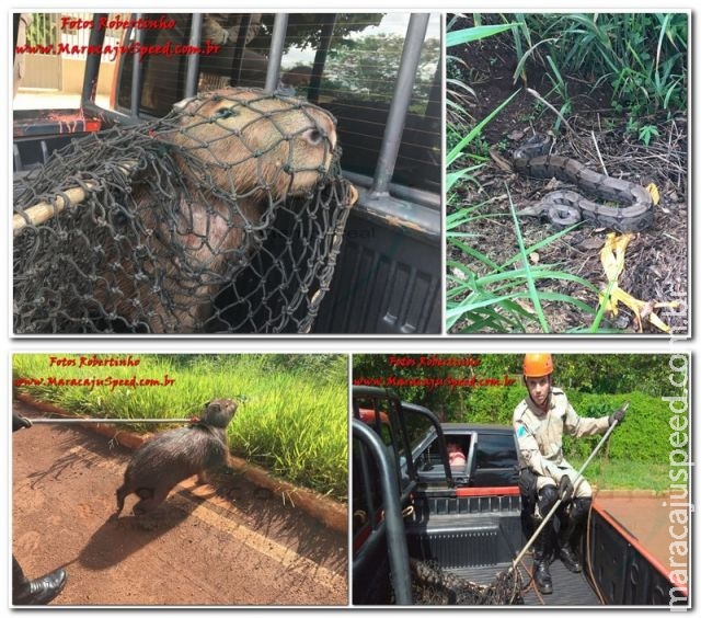 Maracaju: Bombeiros realizam captura de animais silvestre: capivara, cateto e jiboia em perímetro urbano