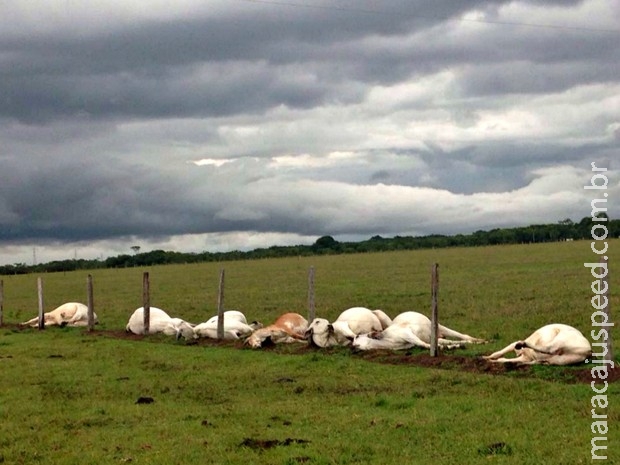 Fazenda é atingida por raio pela segunda vez e 13 animais morrem Fazenda é atingida por raio pela segunda vez e 13 animais morrem