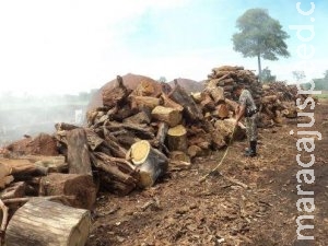 Dono de carvoaria é multado em R$ 48 mil por queima ilegal de madeira