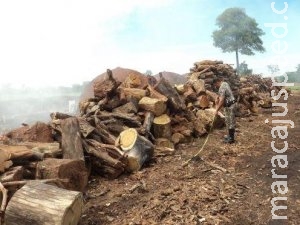 Dono de carvoaria é multado em R$ 48 mil por queima ilegal de madeira Dono de carvoaria é multado em R$ 48 mil por queima ilegal de madeira
