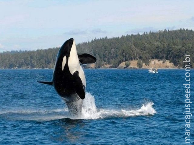 O que a morte da orca mais velha do mundo pode nos ensinar sobre a menopausa O que a morte da orca mais velha do mundo pode nos ensinar sobre a menopausa