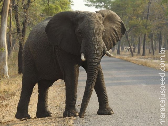  Zimbábue vende 35 elefantes para a China devido à crise econômica