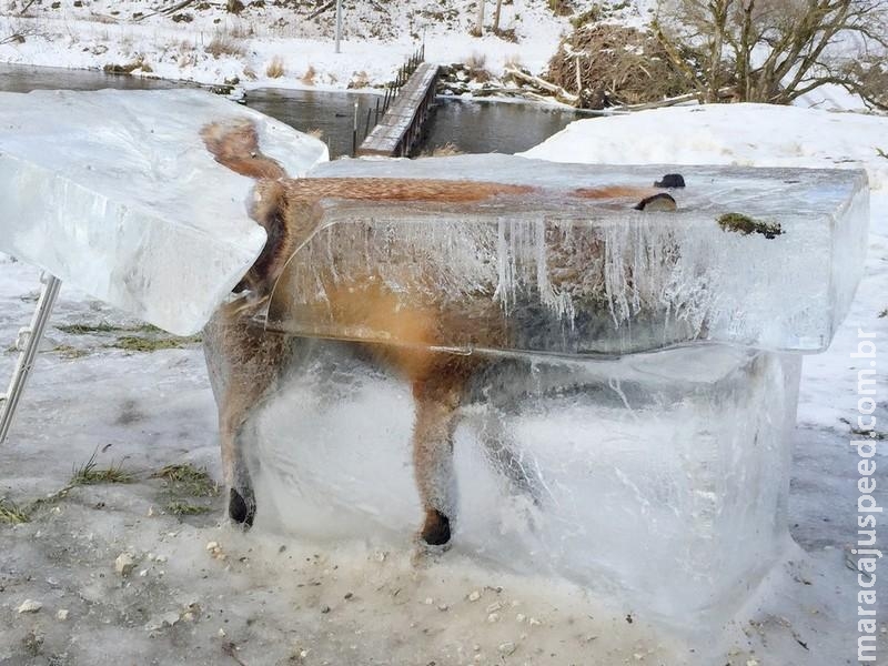  A impressionante imagem de uma raposa congelada dentro de bloco de gelo