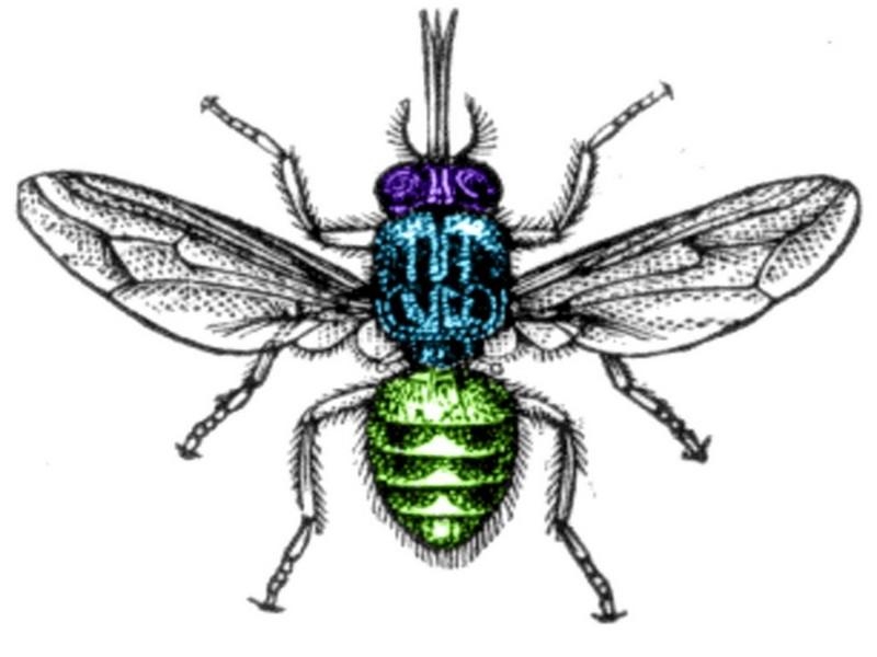 A picada de mosca que deixa as vítimas em sono profundo A picada de mosca que deixa as vítimas em sono profundo