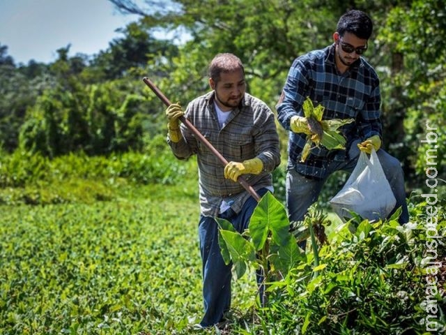 Pesquisadores da UEPA usam plantas nocivas para produzir energia Pesquisadores da UEPA usam plantas nocivas para produzir energia