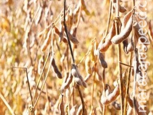 Prazo para produtores cadastrarem área de soja encerra dia 10 em MS Prazo para produtores cadastrarem área de soja encerra dia 10 em MS