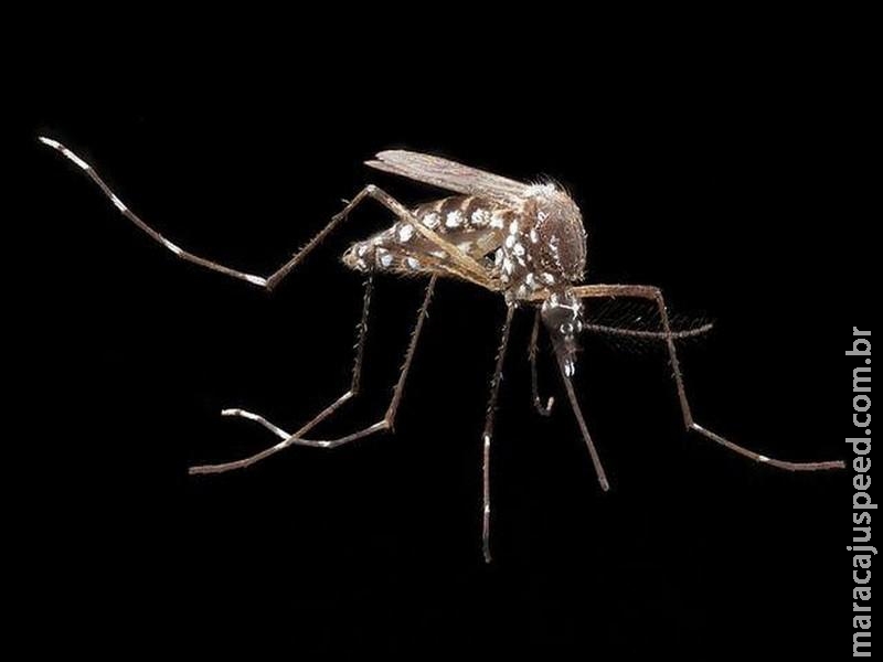  Aedes resistente ao vírus da dengue é criado por pesquisadores dos EUA