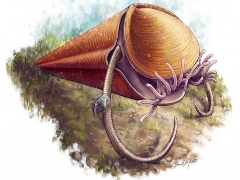  Após quase 2 séculos, cientistas solucionam mistério de criatura estranha que viveu há 500 milhões de anos