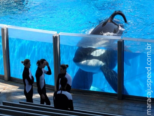  SeaWorld anuncia morte da orca Tilikum, que matou treinadora em 2010