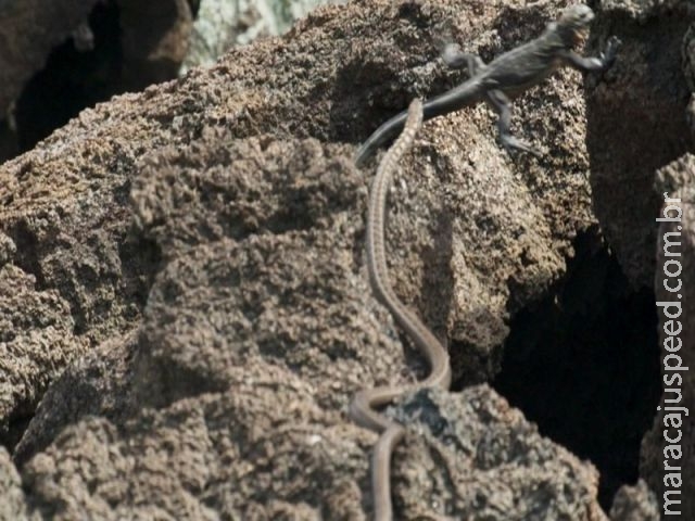 A incrível fuga de um filhote de iguana de um bando de cobras A incrível fuga de um filhote de iguana de um bando de cobras
