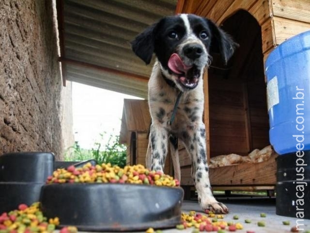 Família constrói casinhas na rua e ainda dá ração para cães e gatos abandonados Família constrói casinhas na rua e ainda dá ração para cães e gatos abandonados