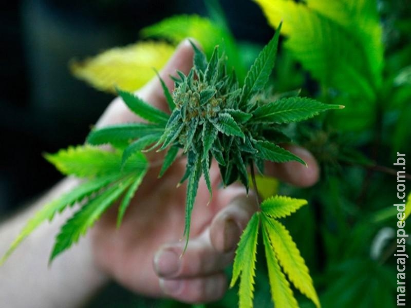  Cannabis pode aliviar a dor, mas há incertezas sobre riscos, diz estudo