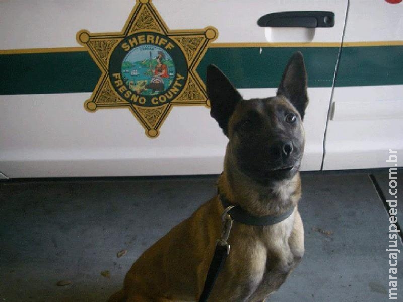 Cão policial morde suspeito nu e armado com faca Cão policial morde suspeito nu e armado com faca