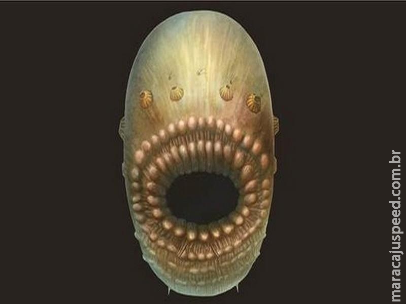 Cientistas afirmam ter encontrado ancestral mais antigo do ser humano Cientistas afirmam ter encontrado ancestral mais antigo do ser humano