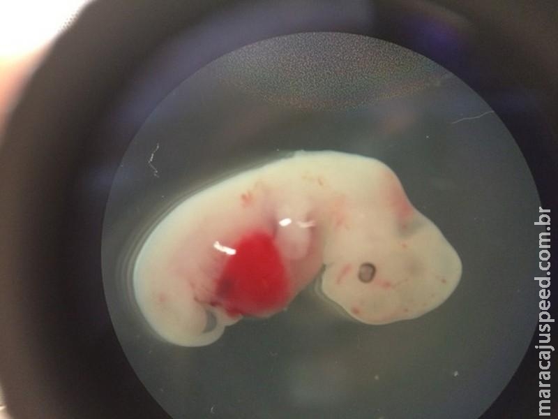  Cientistas criam embriões híbridos de porcos e humanos