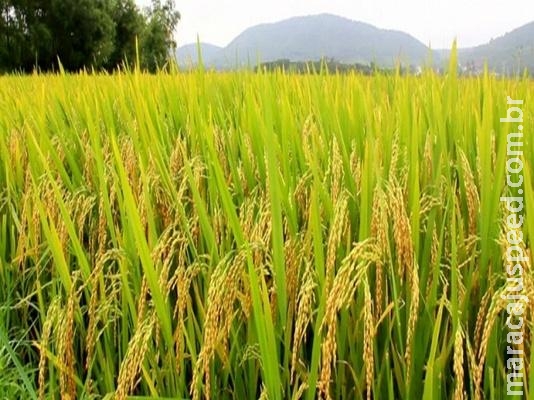 Conab realiza leilão para venda de arroz dos estoques públicos Conab realiza leilão para venda de arroz dos estoques públicos