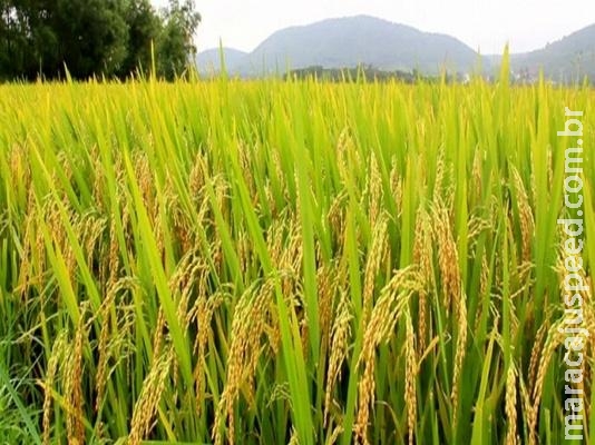 Conab realiza leilão para venda de arroz dos estoques públicos