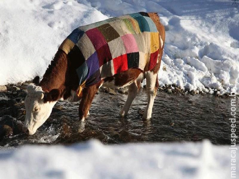  Contra frio, dono cobre vaca com colcha de retalhos no Kosovo