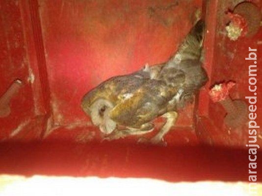 Coruja se enrola em linha de pipa e é resgatada pelos Bombeiros Coruja se enrola em linha de pipa e é resgatada pelos Bombeiros
