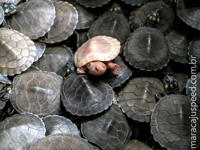 Tartaruga albina nasce em ninhada de mais de 100 filhotes no Araguaia