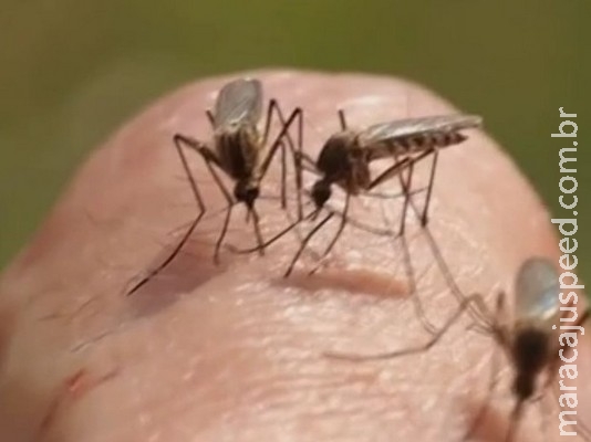 Casos de malária sobem 35% em 1 ano e Saúde culpa crise no interior 