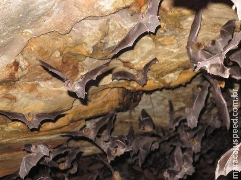  Espécie de morcego começa a se alimentar de sangue humano no Brasil, diz pesquisa