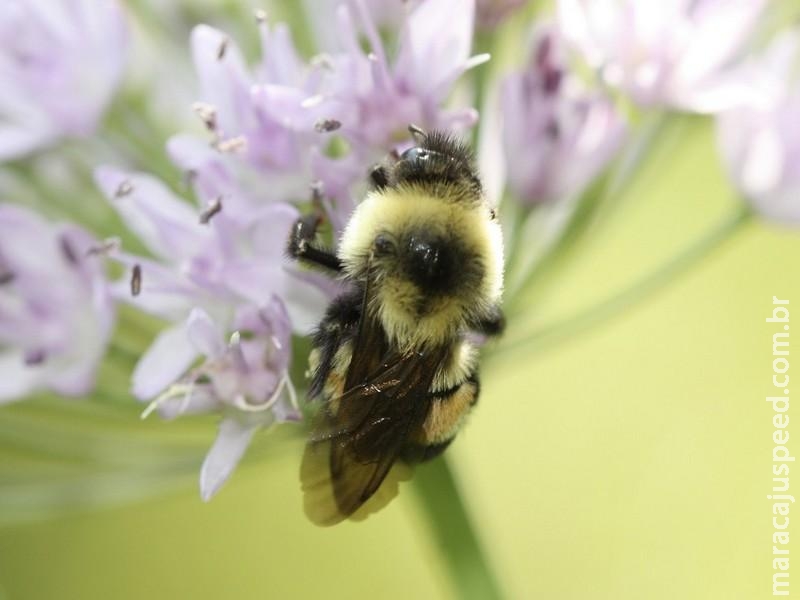 EUA incluem abelha em lista de espécies ameaçadas pela primeira vez