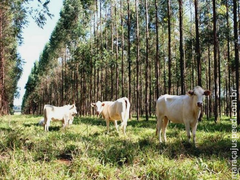 Excesso de calor pode afetar reprodução do gado de corte e de leite