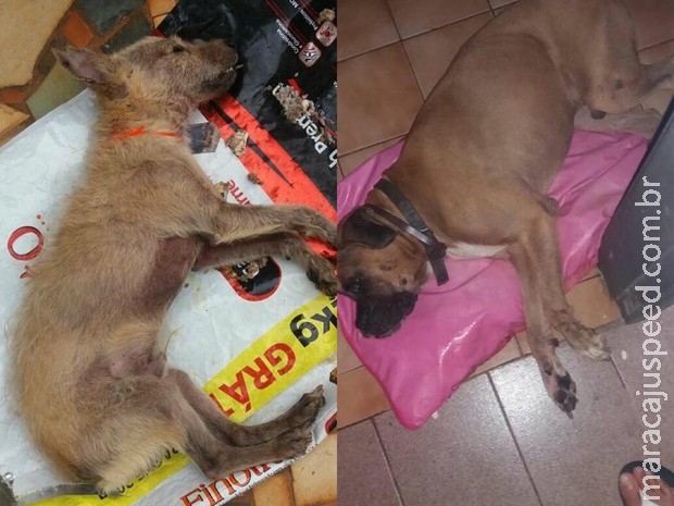Protetoras pedem fim da queima de fogos após morte de cães em MS Protetoras pedem fim da queima de fogos após morte de cães em MS