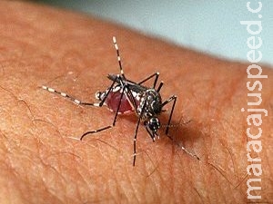 Com clima propício a mosquito, Saúde alerta que zika e chikungunya matam