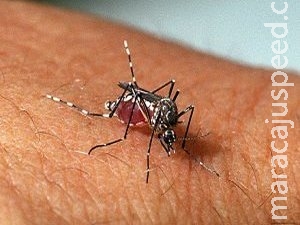 Com clima propício a mosquito, Saúde alerta que zika e chikungunya matam Com clima propício a mosquito, Saúde alerta que zika e chikungunya matam
