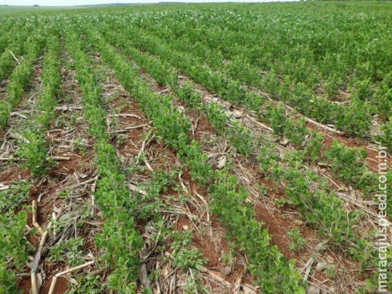 Falsa virose em lavouras de soja deixa produtores em alerta Falsa virose em lavouras de soja deixa produtores em alerta