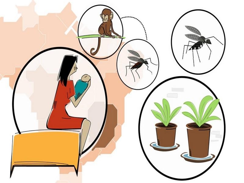 Febre amarela, dengue, zika e chikungunya: entenda as doenças do Aedes que afetam o Brasil Febre amarela, dengue, zika e chikungunya: entenda as doenças do Aedes que afetam o Brasil