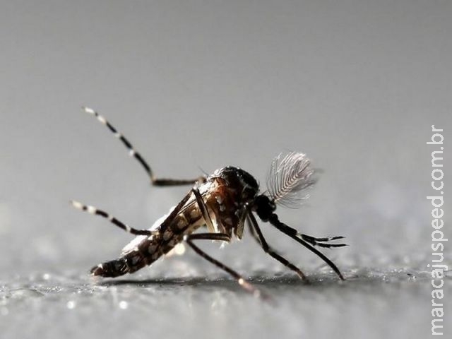 Revisão de estudos feita pela OMS confirma relação entre zika e Guillain-Barré Revisão de estudos feita pela OMS confirma relação entre zika e Guillain-Barré