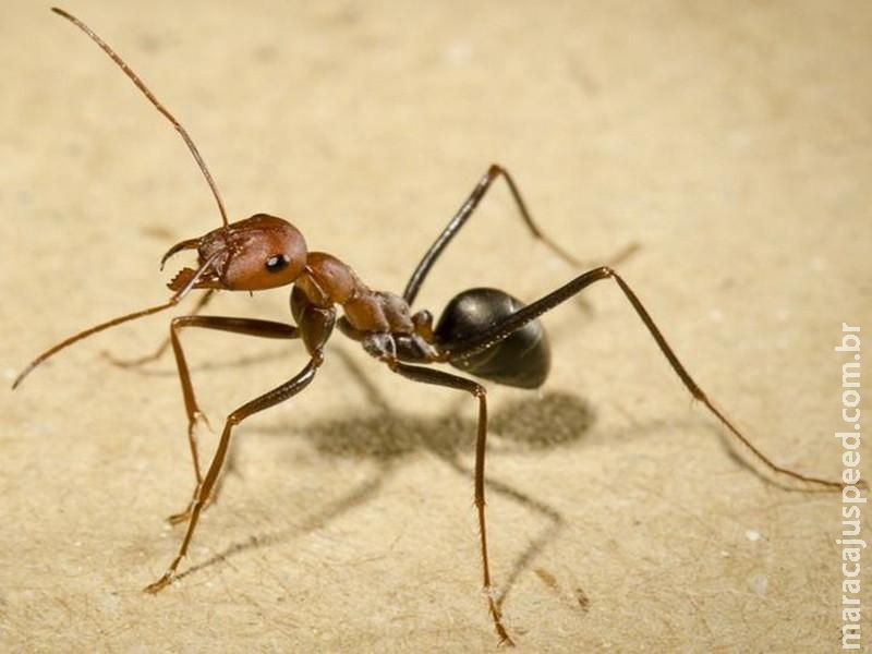  Formigas têm GPS sofisticado e podem andar para trás