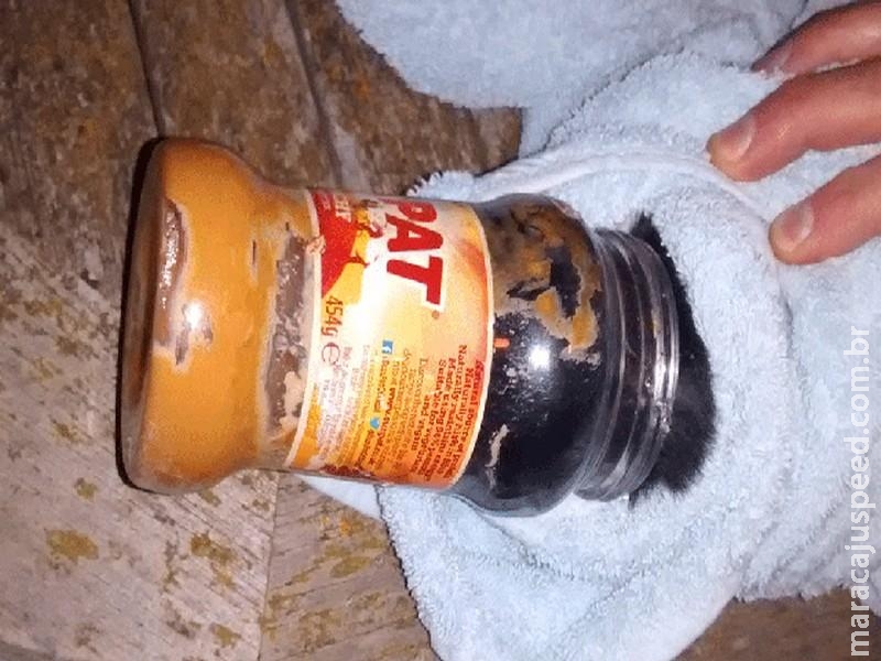  Gatinho é salvo após prender cabeça em pote de pasta de amendoim na Inglaterra