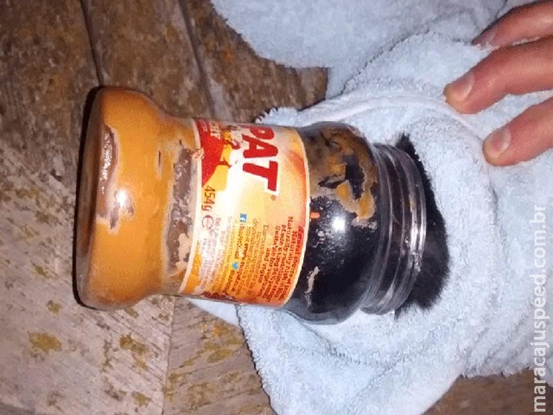 Gatinho é salvo após prender cabeça em pote de pasta de amendoim na Inglaterra Gatinho é salvo após prender cabeça em pote de pasta de amendoim na Inglaterra