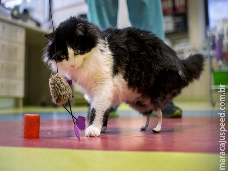 Gato atropelado recebe implante de duas patas na Bulgária Gato atropelado recebe implante de duas patas na Bulgária