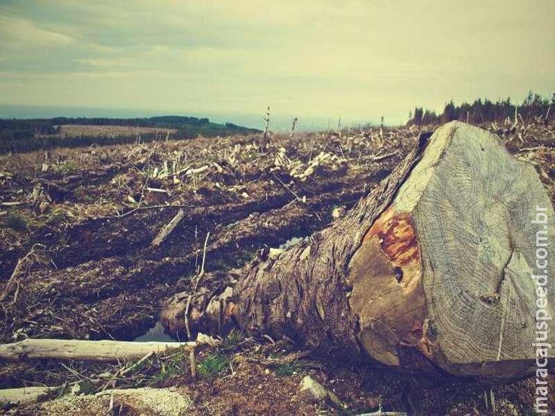  Ipam: desmatamento na Amazônia aumentou 30% em um ano