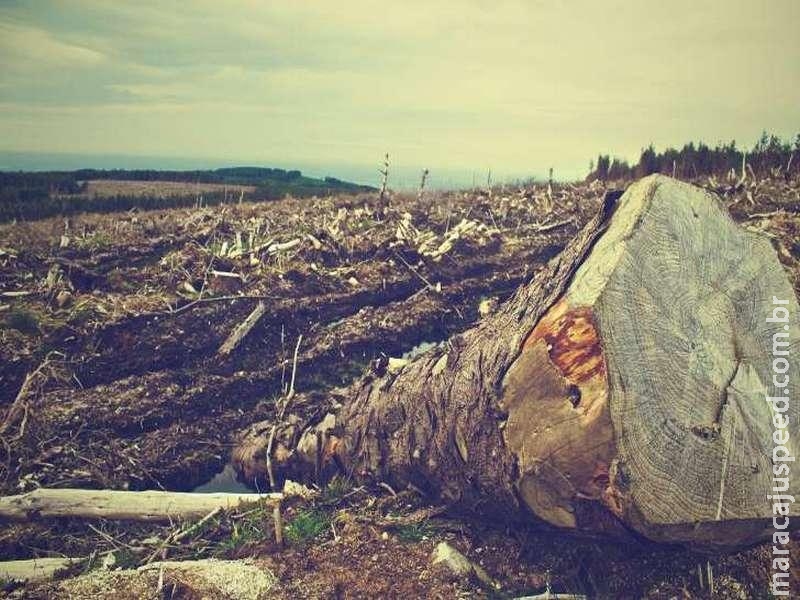 Ipam: desmatamento na Amazônia aumentou 30% em um ano Ipam: desmatamento na Amazônia aumentou 30% em um ano